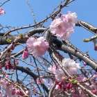 お茶会開催のお知らせ(世田谷・再婚）